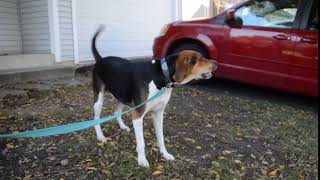 Treeing Walker Coonhound Barking [upl. by Petra864]