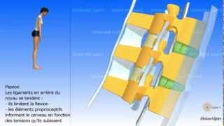 Arthrologie de la colonne vertébrale Les ligaments [upl. by Johiah]