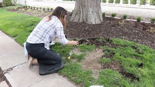 Reseeding Patchy Grass 🌿 [upl. by Libbna868]