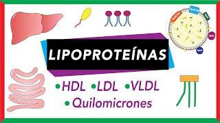 Lipoproteínas Quilomicrones VLDL LDL y HDL Transporte de lípidos [upl. by Ripleigh37]