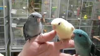 Lineolated Parakeets Talking [upl. by Ierdna]