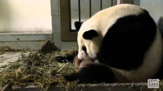 Giant Panda Twins Birth [upl. by Leumel473]