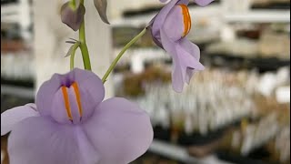 Giant bladderwort Utricularia cornigera [upl. by Melonie]