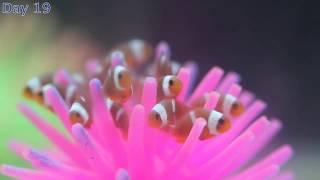 Our first clownfish babies [upl. by Dnomso]