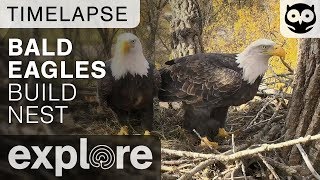 Bald Eagles Build Nest  Decorah Eagles Timelapse 102617 [upl. by Adnarym]