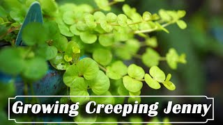 How to Grow Creeping Jenny [upl. by Theall]