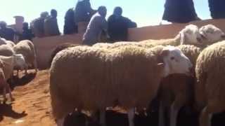 gros mouton douled djellal meilleure race ovine au monde algerie  الجزائر [upl. by Ardnatal]