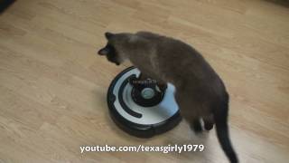 Cat shows HOW TO use iRobot Roomba Vacuum [upl. by Etnuaed90]