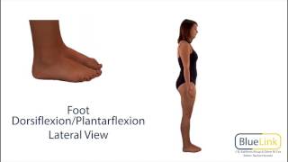 Foot Dorsiflexion Plantarflexion [upl. by Shane]