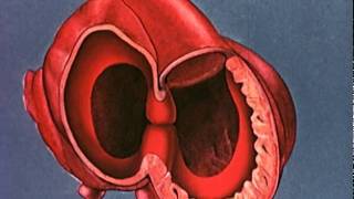 Heart embryology video [upl. by Gare]