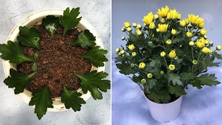 Try growing chrysanthemums from leaves and results [upl. by Meadow]