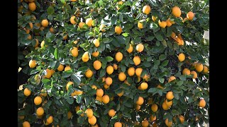 Identifying and Treating Lemon Tree Diseases  Citrus Tree diseases [upl. by Aitam108]