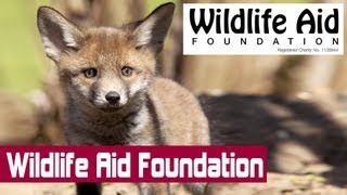 Who Are the Wildlife Aid Foundation [upl. by Ellehsal352]