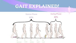 Gait Range of Motion Animation [upl. by Sheryl]