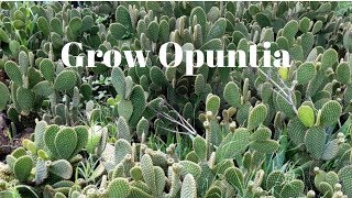 Grow Opuntia From Cutting  Prickly Pear Cactus [upl. by Nylinnej957]