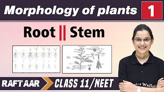 Morphology in Plants 01  Root  Stem  Class 11NEET  RAFTAAR [upl. by Shakespeare]