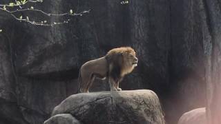 Epic Lion Roar at Lincoln Park Zoo [upl. by Pearson]