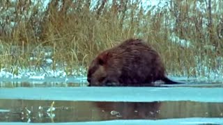 Beavers in the Snow  Beavers Master Builder  BBC Earth [upl. by Sneve414]