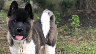 Luca American Akita [upl. by Pascoe]