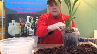 Cymbidium orchid potting demo made easy [upl. by Divad770]