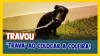 Como proceder quando o cão o quottravaquot ao colocar a coleira [upl. by Llekcm363]