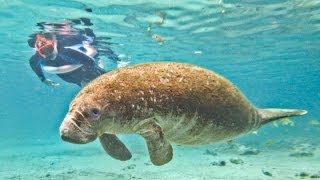 Manatee Swim Orlando [upl. by Germann]