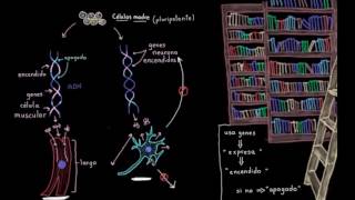 Especialización celular diferenciación  Biología  Khan Academy en Español [upl. by Tamara]