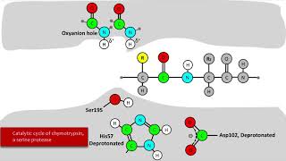 Serine Protease Mechanism [upl. by Llehcram]