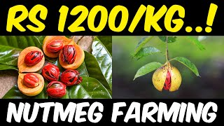 Nutmeg Farming  Nutmeg Cultivation [upl. by Dusen246]