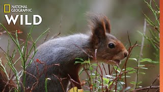 Red Squirrels Steal Acorns  Wild Nordic [upl. by Kaitlynn]