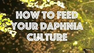 How To Feed Your Daphnia Culture [upl. by Grange492]