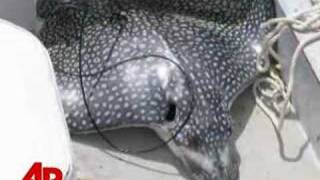 Stingray Leaps From Water Killing Woman [upl. by Zurciram]