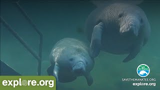 Underwater Manatee Cam at Blue Spring State Park [upl. by Barker529]