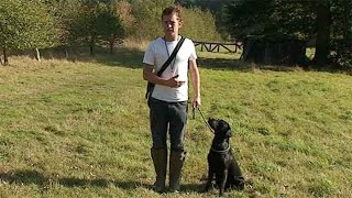 Gundog training The basics and benefits [upl. by Paddie]