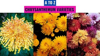 Chrysanthemum Varieties A to Z [upl. by Curr]