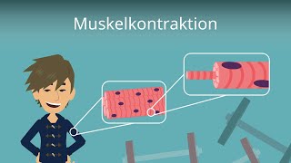 Muskelkontraktion einfach erklärt [upl. by Neenad]