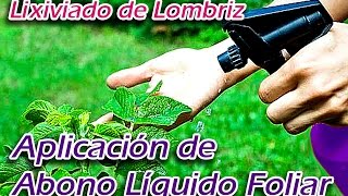 Aplicación de Lixiviado de Lombriz como Abono Líquido Foliar para Plantas [upl. by Leviralc872]