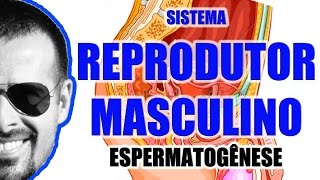 Espermatogênese A formação dos espermatozóides  Sistema Reprodutor Masculino  VideoAula 059 [upl. by Assenej]