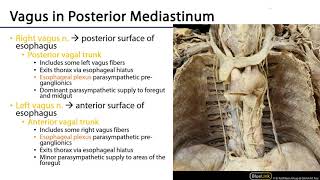 LO 5  Vagus Nerve Paths and Branches  Posterior Mediastinum [upl. by Naesad]