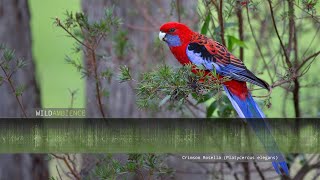 Crimson Rosella Calls amp Sounds [upl. by Haimorej]