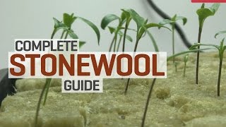 Rockwool Hydroponics Propagation and Transplanting Complete Guide [upl. by Nereids]