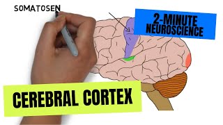 2Minute Neuroscience Cerebral Cortex [upl. by Buell]