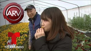 Las flores comestibles que están de moda en Japón  Al Rojo Vivo  Telemundo [upl. by Preuss872]