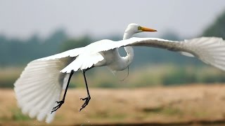 Great Egret Bird [upl. by Nivk928]