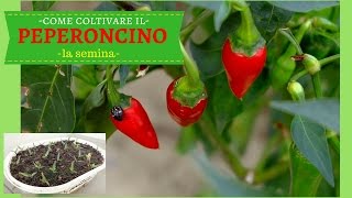 COME COLTIVARE IL PEPERONCINO PICCANTE  La semina in semenzaio [upl. by Templer]