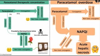 Paracetamol Acetaminophen hepatotoxicity and its management [upl. by Margette]