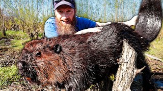 Catch GIANT Wild Canadian Beavers  Trap Clean Cook Eat ASMR [upl. by Nylesor]