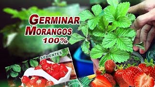 Como Plantar Morango da Semente DICAS  Sementes de Supermercado [upl. by Chaddie]