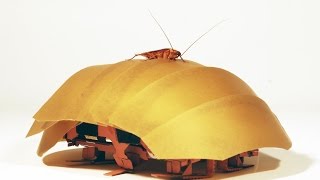 Cockroach robots to the rescue [upl. by Handel]