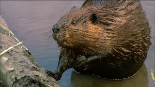 How Do Beavers Build Dams  Nature on PBS [upl. by Carolyne717]